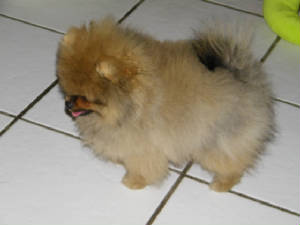 fritter3.jpg