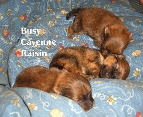 busycayenneraisin.jpg