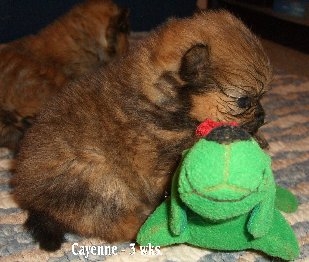 cayenne3weeks1.jpg