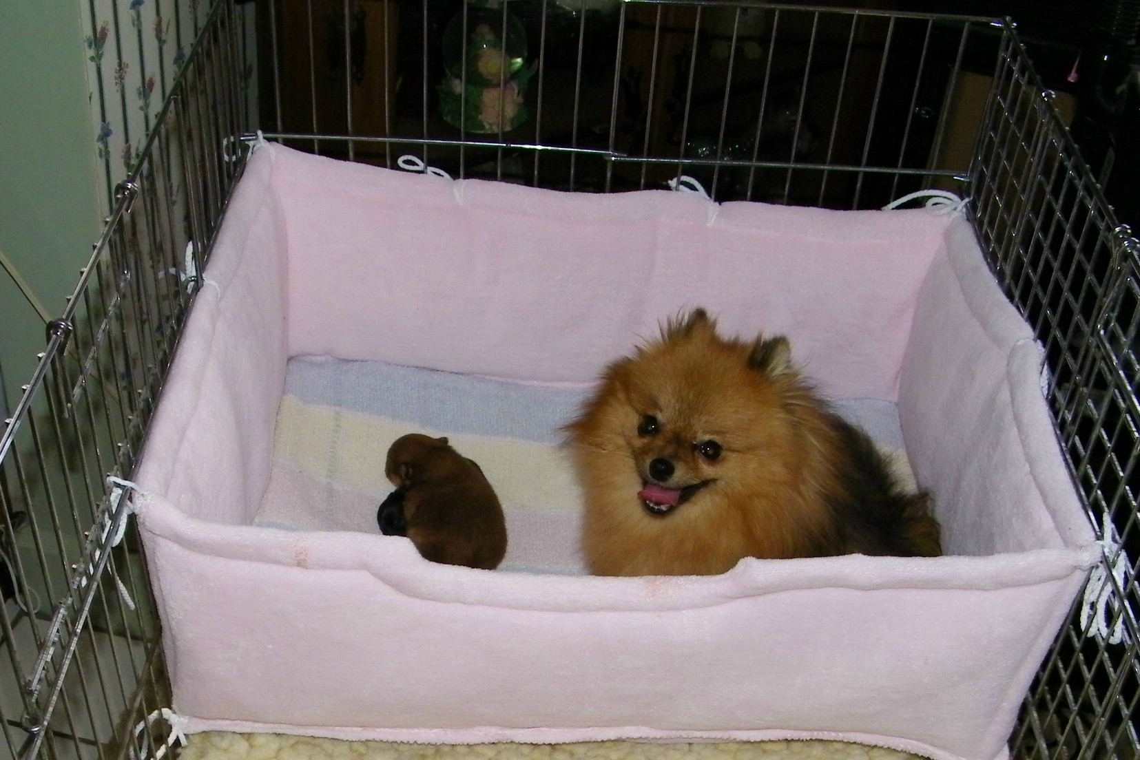 nurserybedpink.jpg
