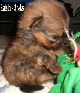 raisin3weeks2.jpg