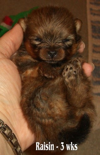 raisin3weeks4.jpg